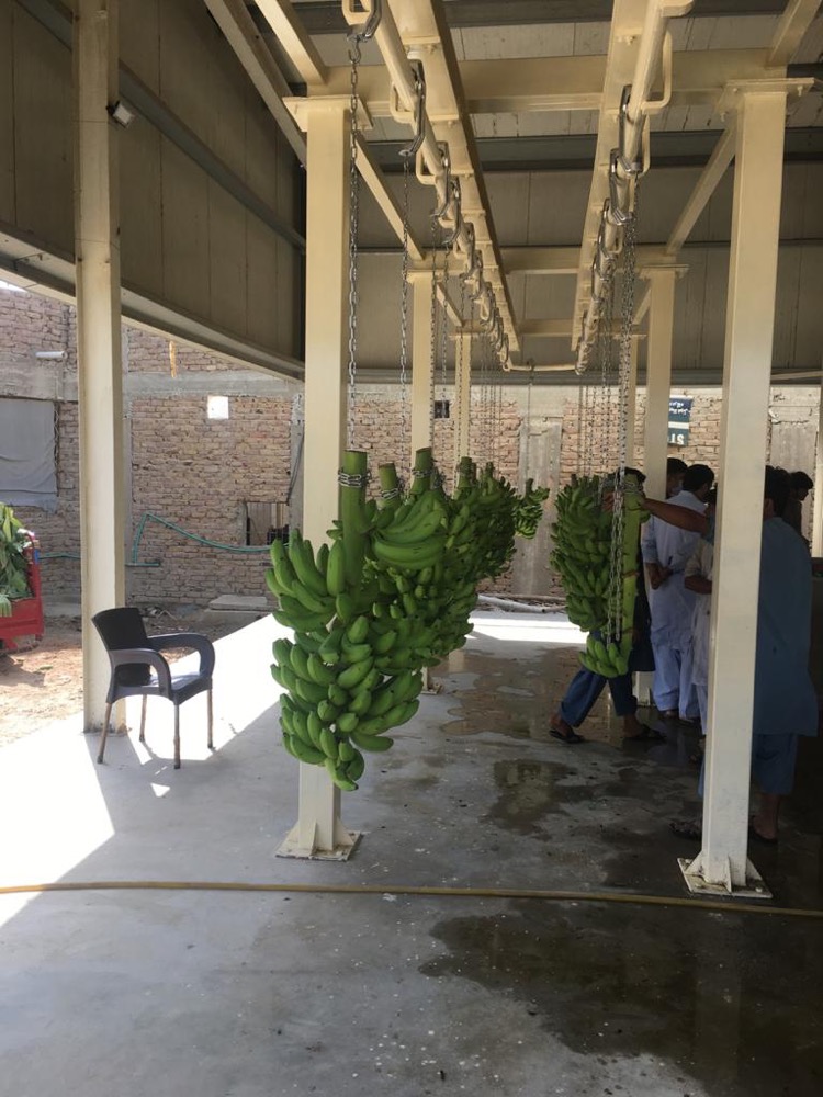 Banana ripening room interior in Sindh — PIR-clad walls with ceiling-mounted evaporator and refrigerant lines visible