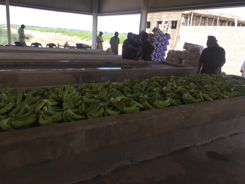 USAID-funded banana ripening chamber in Sindh, Pakistan — interior view of the controlled atmosphere environment