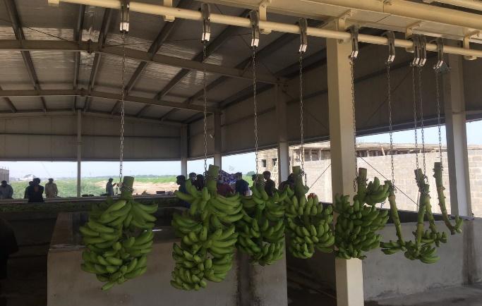 Cold Stores for Banana Storage and Ripening Units